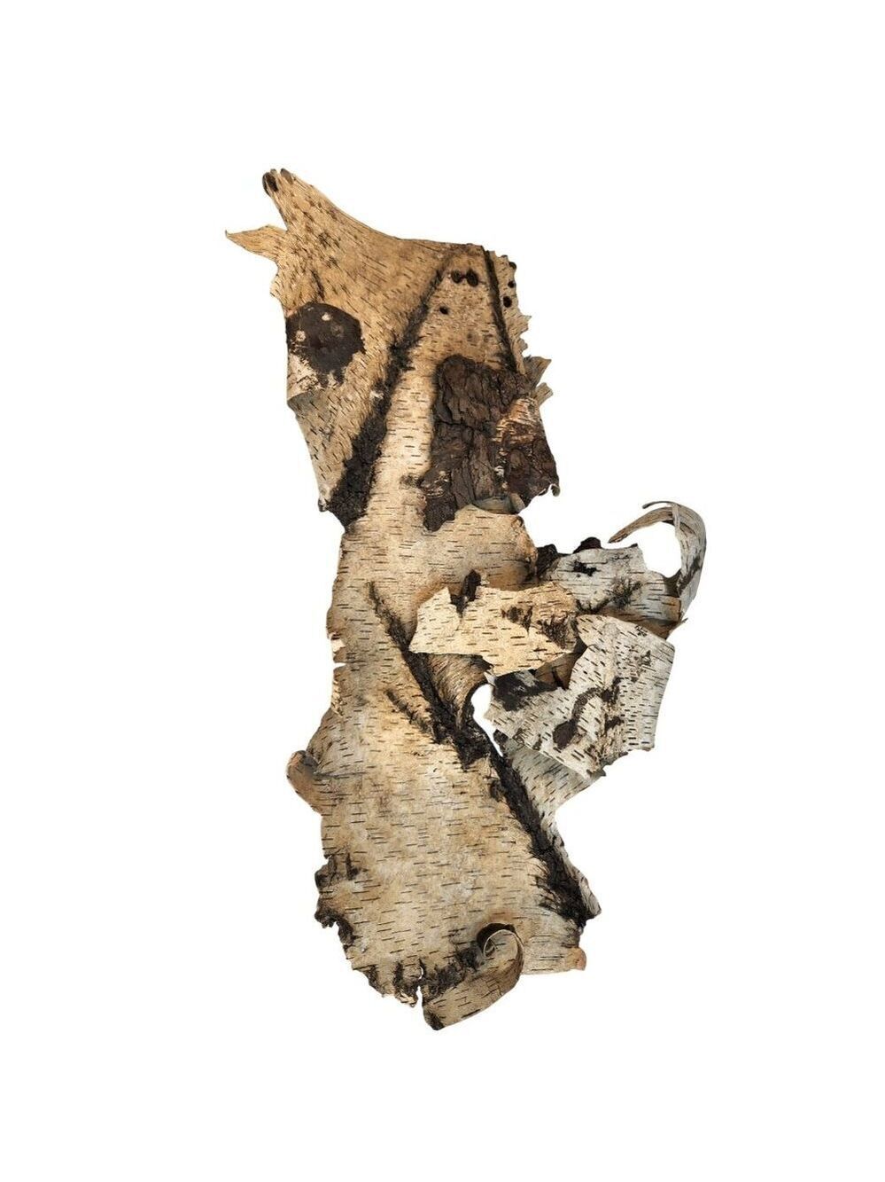 Large Birch Bark Sheet 26x19 Natural Birch Bark For Air Plant Mount Orchid Mount